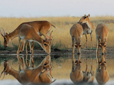 Қазақстанда киік саны келесі жылы 5 миллионға жетеді