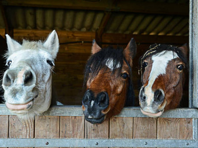 Аягөзде жайылымда жүрген үш жылқыны ұрлап кеткен адам ұсталды