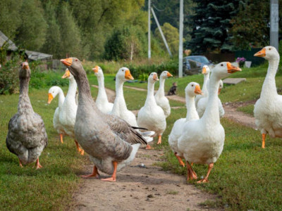 Солтүстік Қазақстанда 7 мың қаз қырылды: Өтемақы төлене ме?