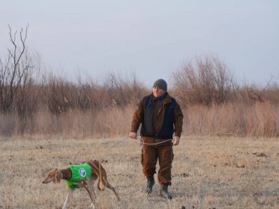 Қазақы тазы тұқымына арналған аңшылық сынақтар өтті