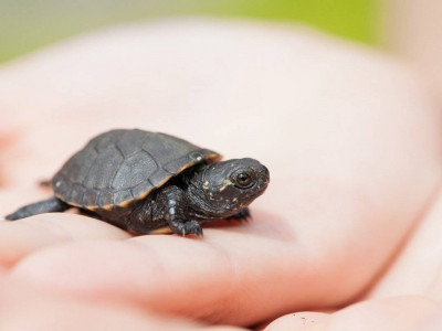 Pinduoduo арқылы ойыншыққа тапсырыс берген қазақстандық отбасыға тірі тасбақалар келген