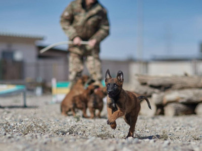 Құқықтық тәртіп әскерінде асыл тұқымды қызметтік иттердің саны артып жатыр