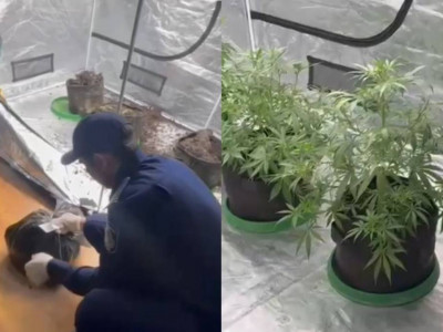 Алматыда тыйым салынған өсімдіктер өсірілген пәтер анықталды