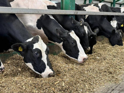 Қостанай облысында мал шаруашылығы саласында 15 жаңа жоба іске қосылады