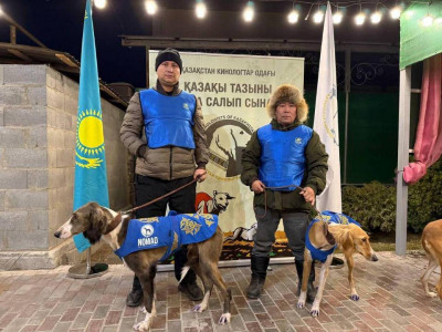 Астаналық тазы иттер республикалық аңшылық сынақта үздік атанды
