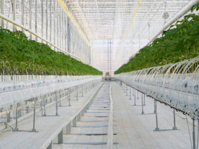 Түркістан облысында жылына 27 000 тонна көкөніс өсіретін жылыжай кешені іске қосылды