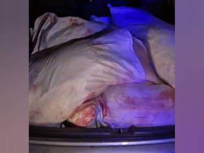 Батыс Қазақстанда төрт адам аңға шығып, төрт елікті атып алған