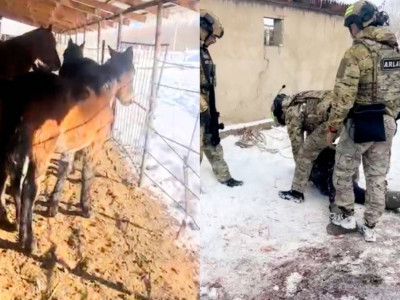 Жетісуда мал ұрлығымен айналысқан қылмыстық топ ұсталды