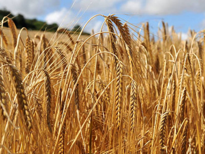 Қазақстан былтыр Иран нарығына 500 мың тонна арпа жеткізді