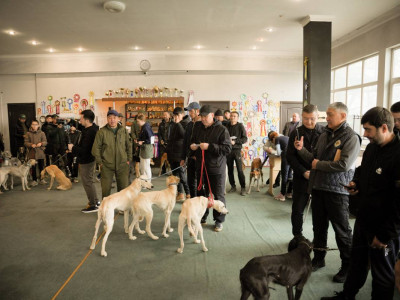 Алматыда қазақы тазы ит тұқымына арналған байқау өтті
