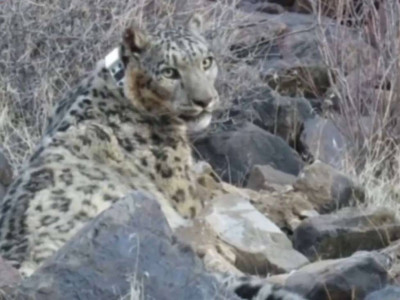 Қар барысына GPS құрылғысы орнатылды