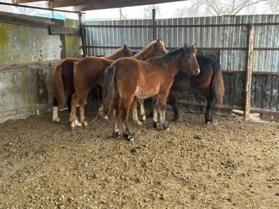 Ақтөбе облысында ауыл тұрғыны қарызынан құтылу үшін жылқы ұрлаған