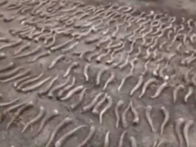 Жезқазған тұрғынынан 322 киік мүйізі тәркіленді