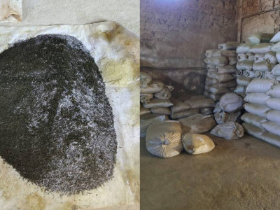 Түркістан облысында насыбай өндіретін заңсыз цех анықталды