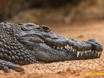 Индонезияда он жастағы бала қолтырауынға жем болды