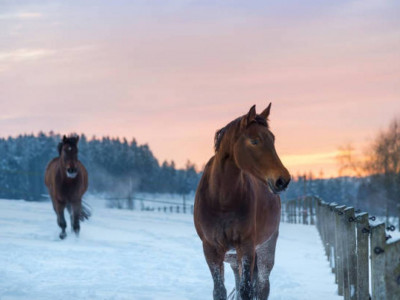 БҚО-да бір үйір жылқы қырылып қалған (ВИДЕО)