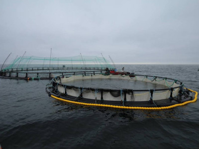 Маңғыстауда албырт тұқымдас балық алғаш рет тор қоршамада өсіріліп жатыр