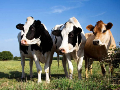 Алматы облысына Даниядан Голштин-Фриз сиырлары жеткізілді