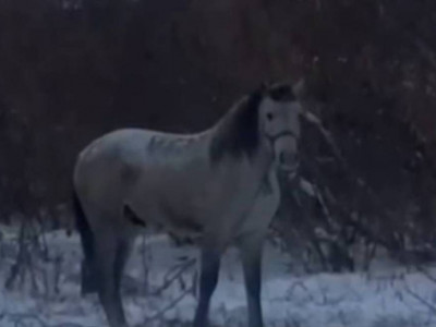 Құны – 2 млн теңге: Қостанайда асыл тұқымды жылқыны ұрлаған тұрғын ұсталды