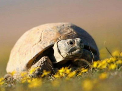 Қазақстанда дала тасбақасын ұстауға тыйым салынды