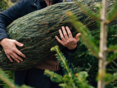 Елімізде биыл жаңажылдық шырша қанша тұрады