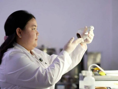 «Қандағы қант деңгейін төмендетеді»: отандық ғалым цикорийдің диабетке қарсы тиімді әсерін анықтады