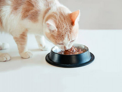 Алматы облысында үй жануарларына арналған азық өндіру зауыты салынады