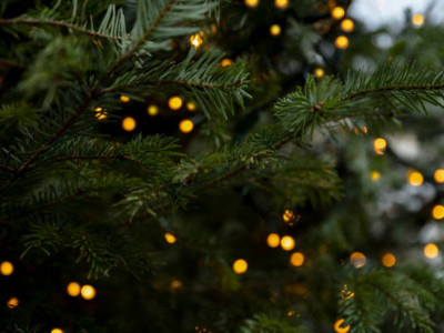 Маңғыстау облысында жасөспірімдер жаңа жылдық шыршаны қасақана бүлдірген