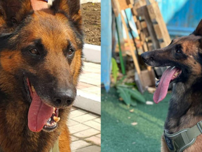 Павлодар облысында қызметтік иттердің көмегімен 200-ден астам қылмыс ашылды