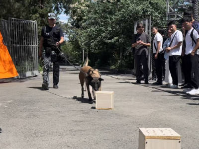 Жетісу облысында 180 қылмыс қызметтік иттердің көмегімен ашылды
