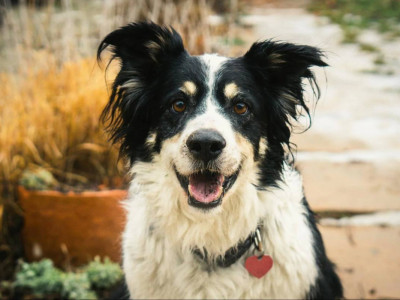 "221 ойыншықтың атын біледі": Ұлыбританиядағы данышпан итке әлем назары ауды