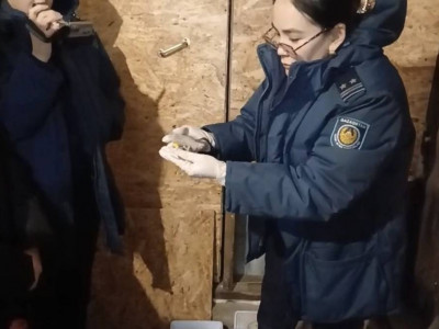 Ақмола облысында есірткіні жасырын қойып кетуші қолға түсіті (ВИДЕО)