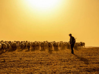Енді шопандар мен бақташылар зейнетке ерте шығуы мүмкін