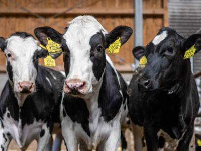 Министрлік ірі қара мал етін шетелге шығаруға қатысты жаңа шектеулерді түсіндірді