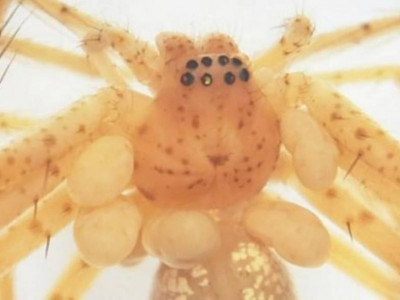 Бразилияда өрмекшілерден ешқайда кездеспеген беймәлім паразит анықталды