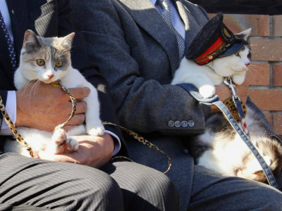 Жапонияда теміржол стансасының бастығы қызметіне мысық тағайындалды