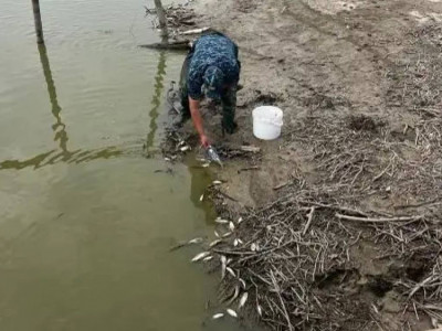 Қостанай облысында балық қырылды