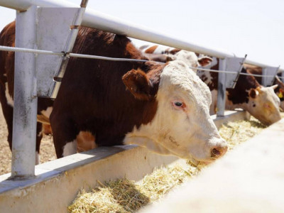 Қазақстанда Мал өсірушілер одағы құрылды