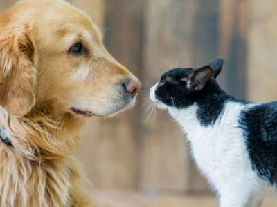 Көше кезген жануарларды тамақтандыруға тыйым салынған ба? – ІІМ жауап берді