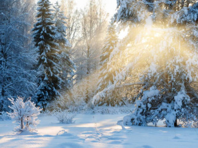 Абай облысында қарағайды заңсыз кескендер жауапқа тартылды