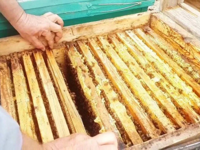 Жамбылда шекарадан ара балын заңсыз алып өтпек болған шетел азаматы ұсталды