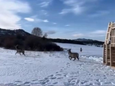 Қарқаралыда маралдар жабайы табиғатқа жіберілді