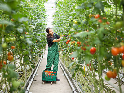 Шымкентте 69 млрд теңгеге жылыжай кешені салынады