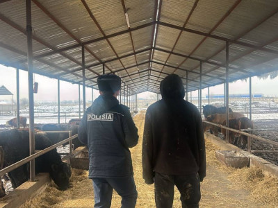 25 миллион теңге шығын: Шымкентте мал ұрлаған екі жұмысшы ұсталды