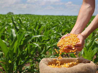 Биыл әлеуметтік маңызы бар көкөністер мен жүгері егісі ұлғайтылады – Үкімет