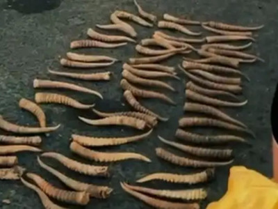 БҚО тұрғыны киік мүйізін сақтағаны үшін сотталды