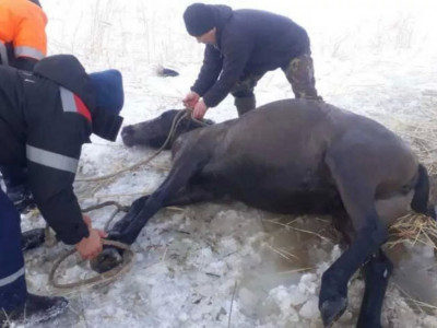 Былтыр құтқарушылар 400 жануарды ажалдан аман алып қалды