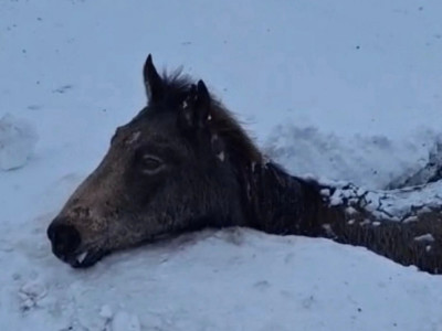 Атырау облысында көктайғақтан 50-ден астам жылқы өліп қалды