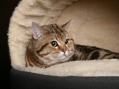 Қосшы тұрғыны мысықтың жатын орнын ұрлағаны үшін сотталып кетті