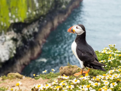 Ұлыбритания құс санайтындарға аралда тегін баспана мен £400 стипендия бермек